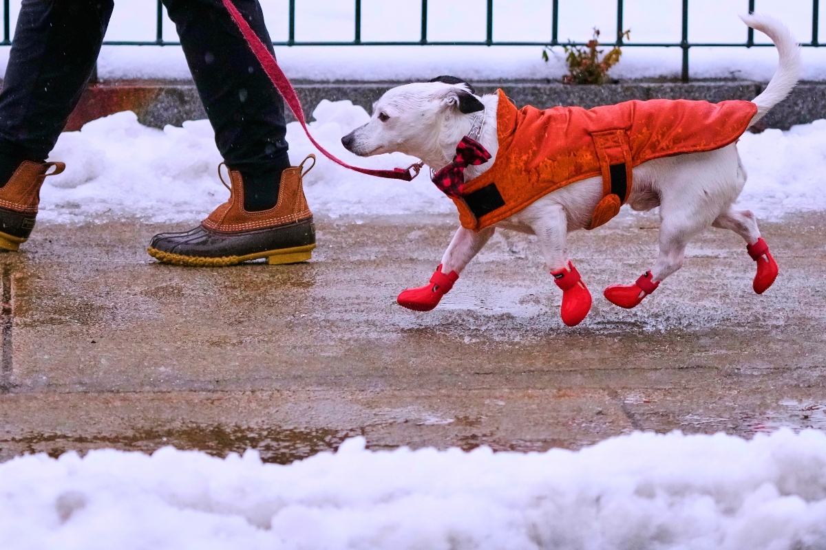 Jack, described as a mixed-breed mutt by his owner Shelley, keeps in stride on their afternoon walk in sleet and freezing rain, Monday, Dec. 29, 2025, in Manchester, N.H. (AP Photo/Charles Krupa)