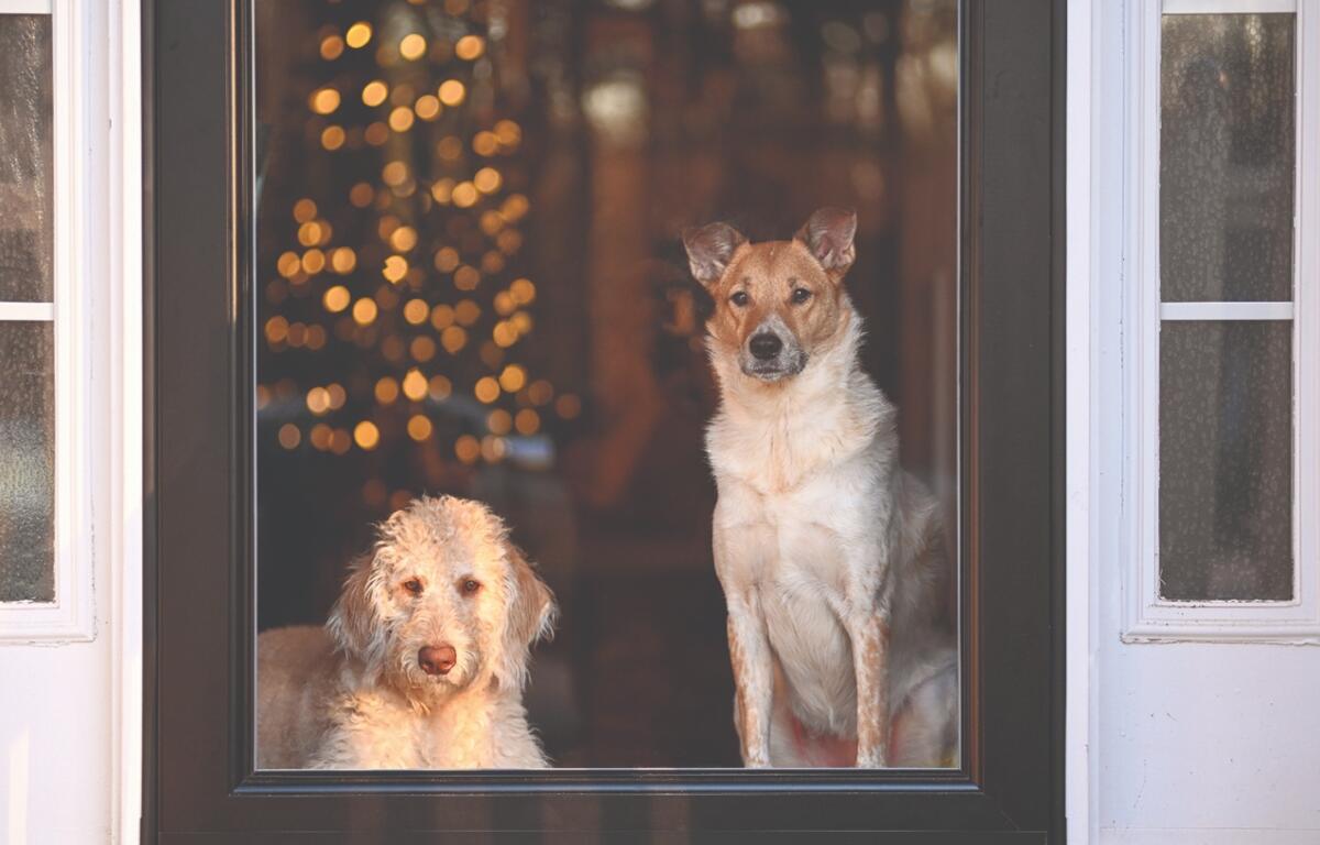 Pet friendly holiday decorations