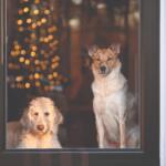 Pet friendly holiday decorations