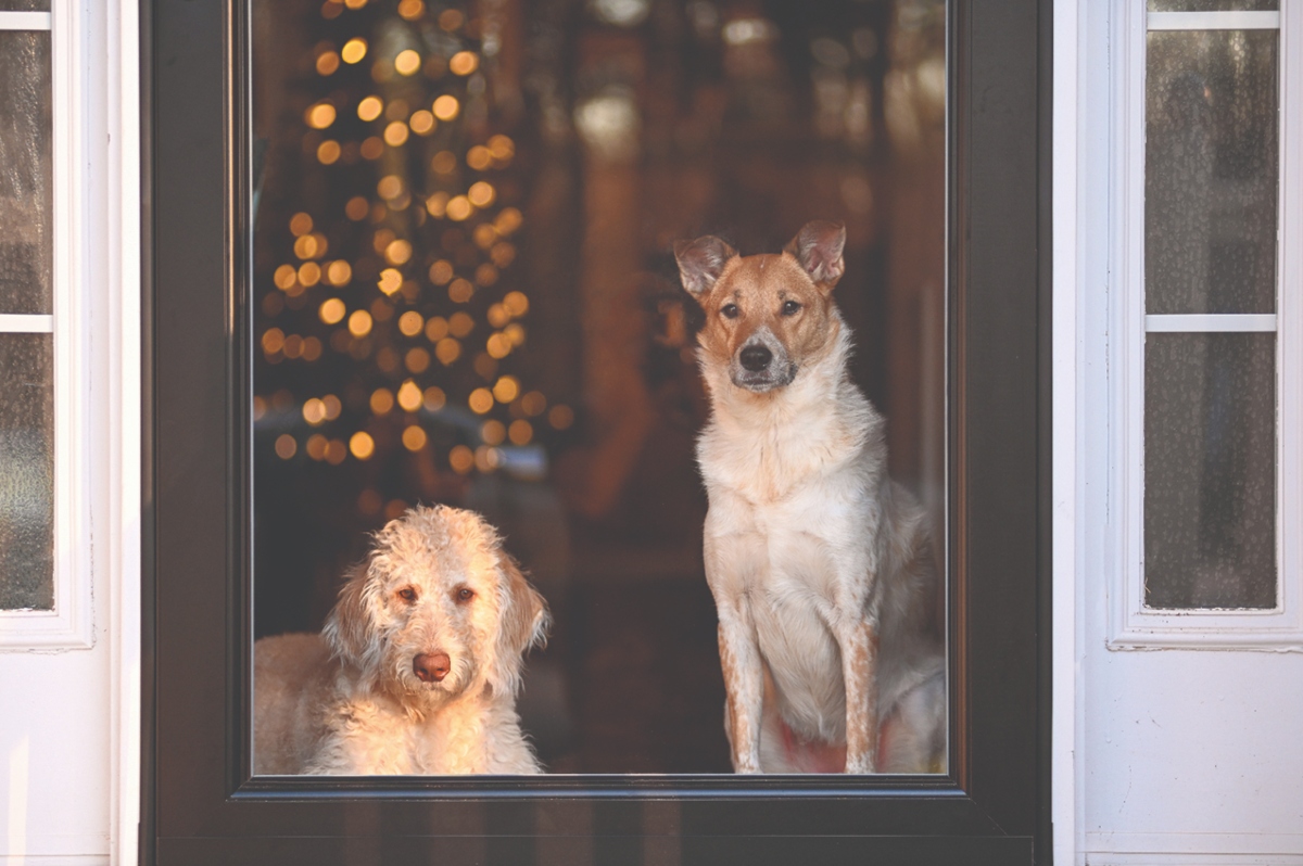 Pet friendly holiday decorations
