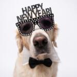 Dog new year