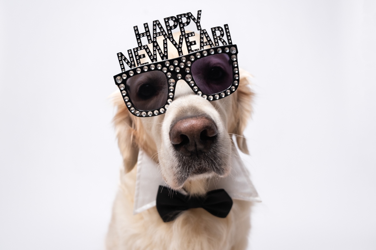Dog new year