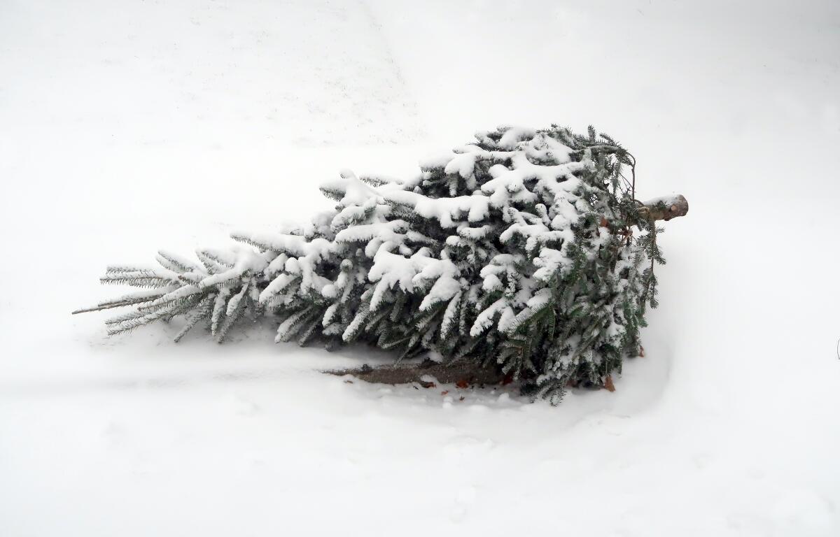 A discarded Christmas tree