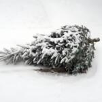 A discarded Christmas tree