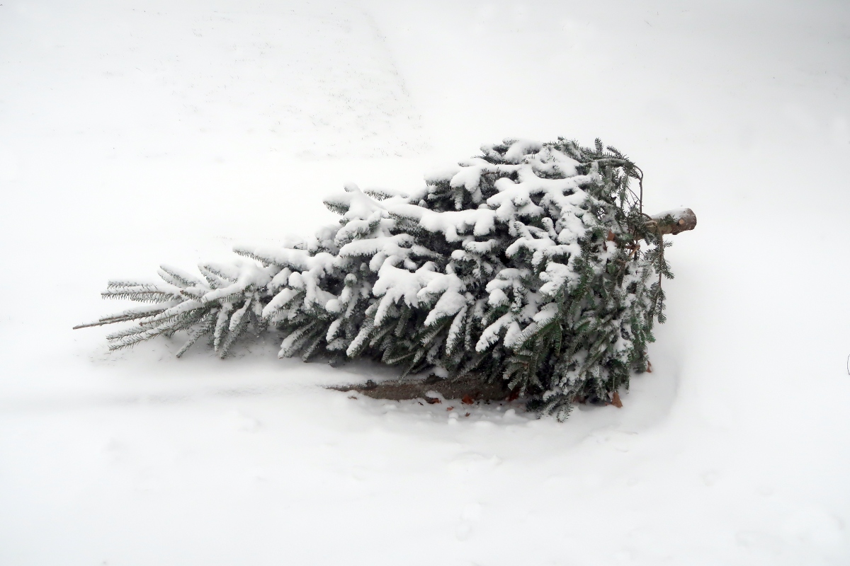 A discarded Christmas tree