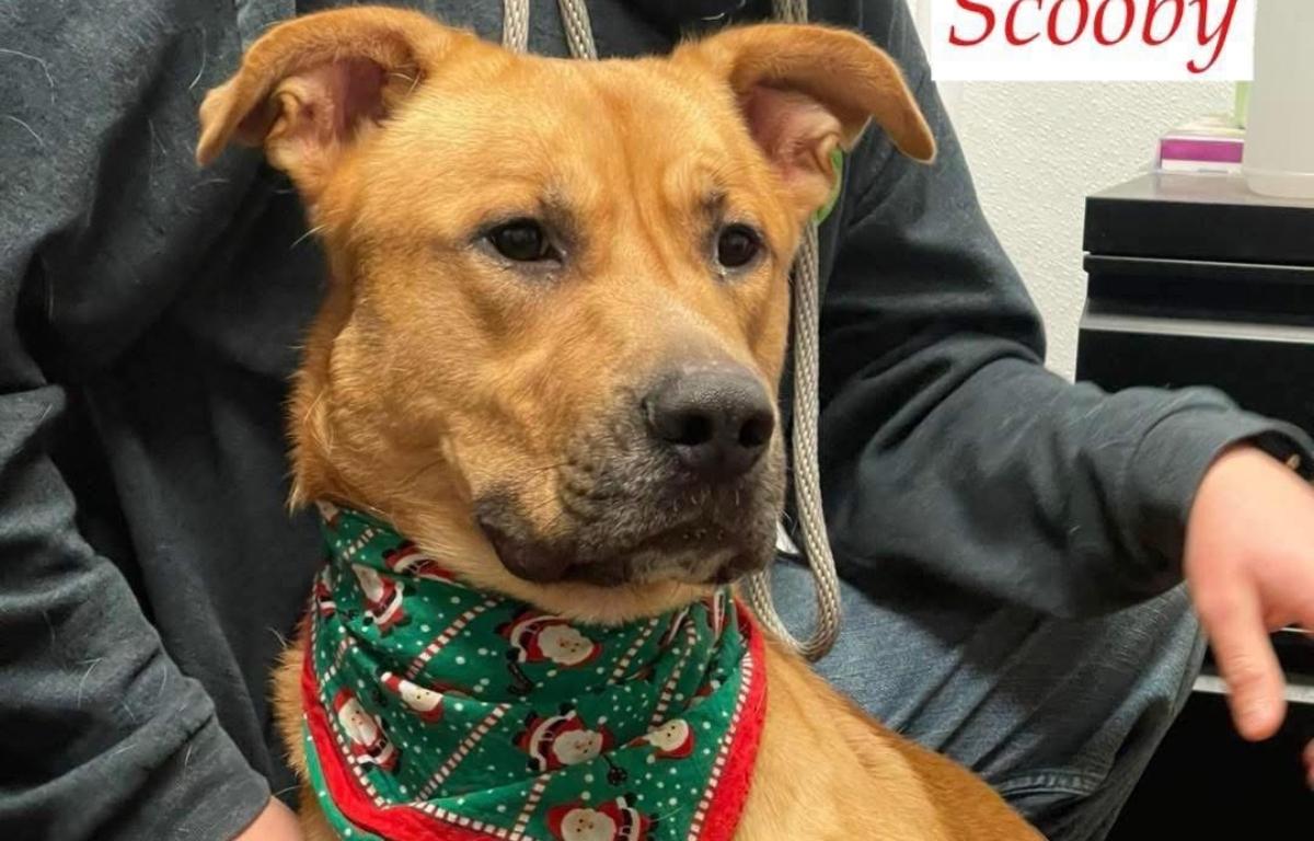 Scooby -- Friends of Sangamon County Animal Control Dog of the Week.