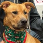 Scooby -- Friends of Sangamon County Animal Control Dog of the Week.