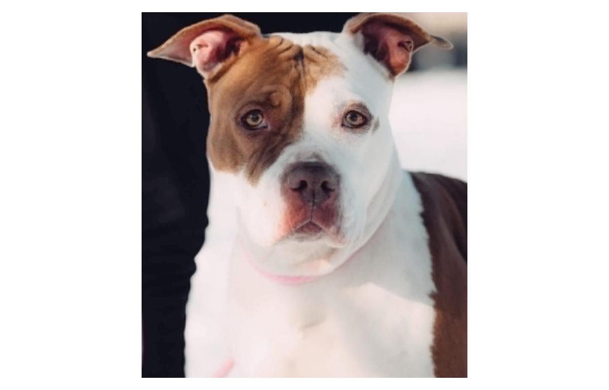 Dream -- Friends of Sangamon County Animal Control Dog of the Week