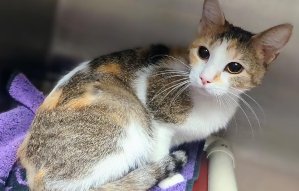 "Lady Gaga" - Meow Mobile Cat of the Week