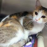 "Lady Gaga" - Meow Mobile Cat of the Week