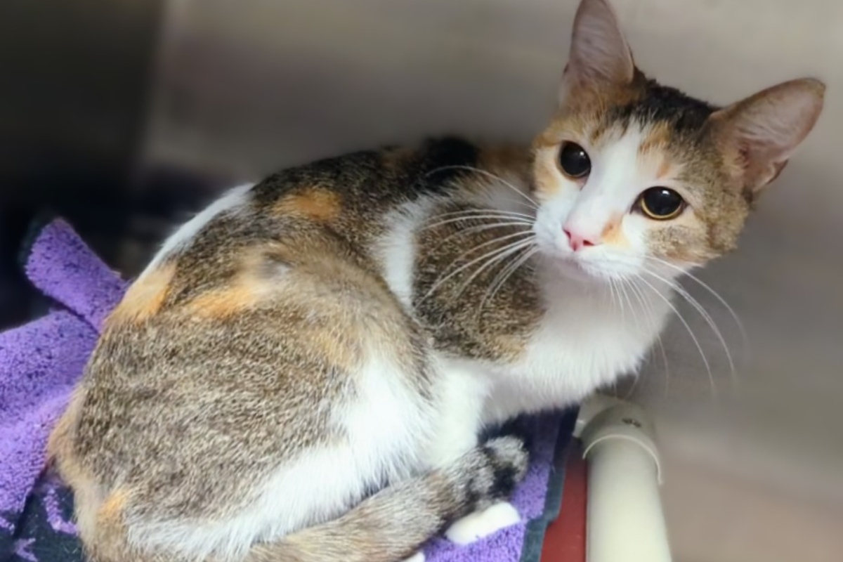 "Lady Gaga" - Meow Mobile Cat of the Week