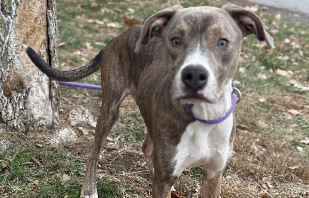 Stewart -- Friends of Sangamon County Animal Control Dog of the Week