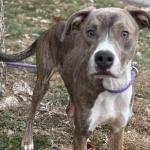 Stewart -- Friends of Sangamon County Animal Control Dog of the Week