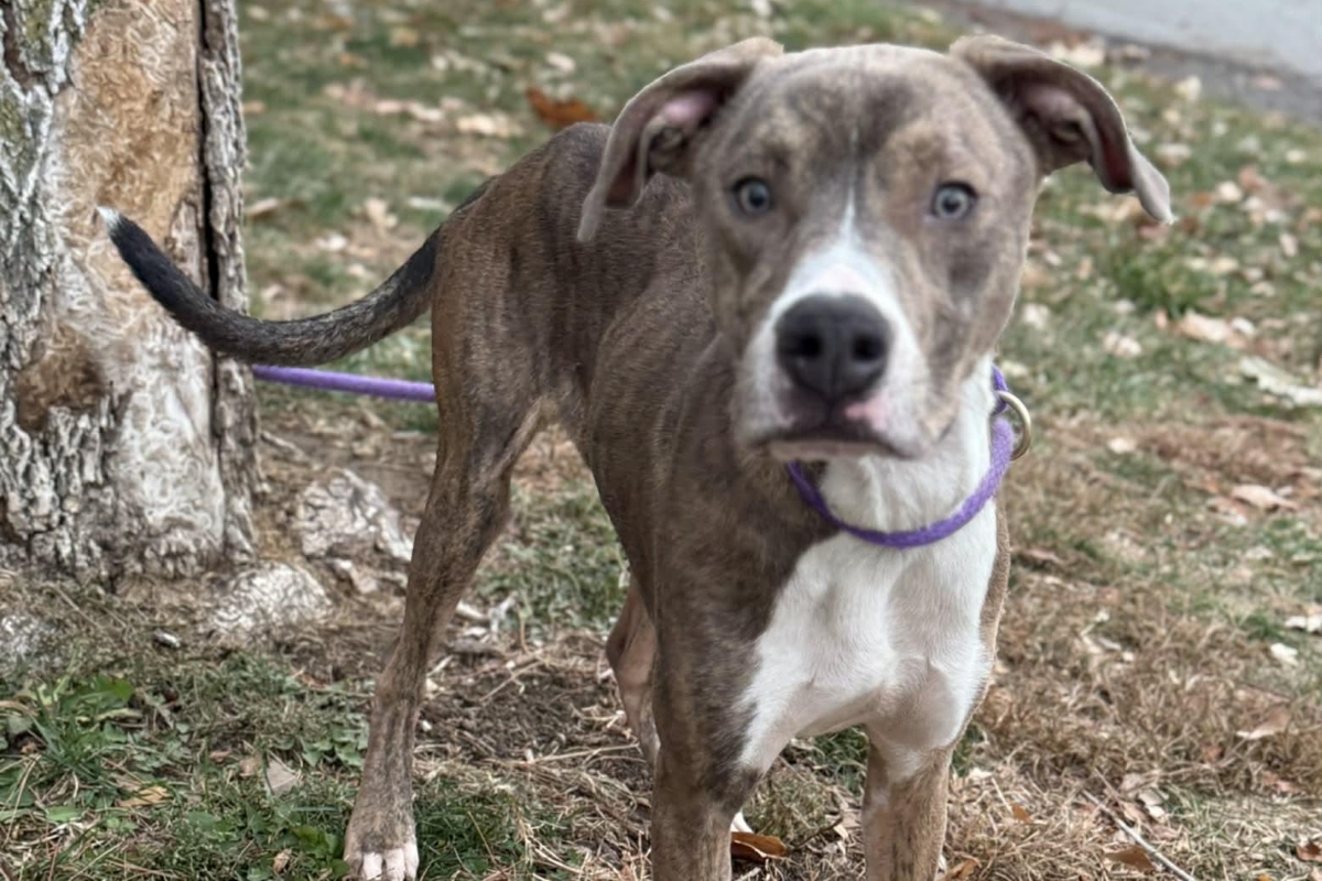 Stewart -- Friends of Sangamon County Animal Control Dog of the Week