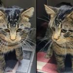 Optimus Prime -- Meow Mobile Cat of the Week