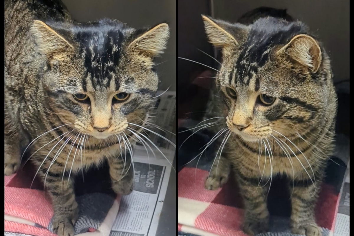 Optimus Prime -- Meow Mobile Cat of the Week