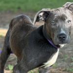 Smudge -- Friends of Sangamon County Animal Control Dog of the Week