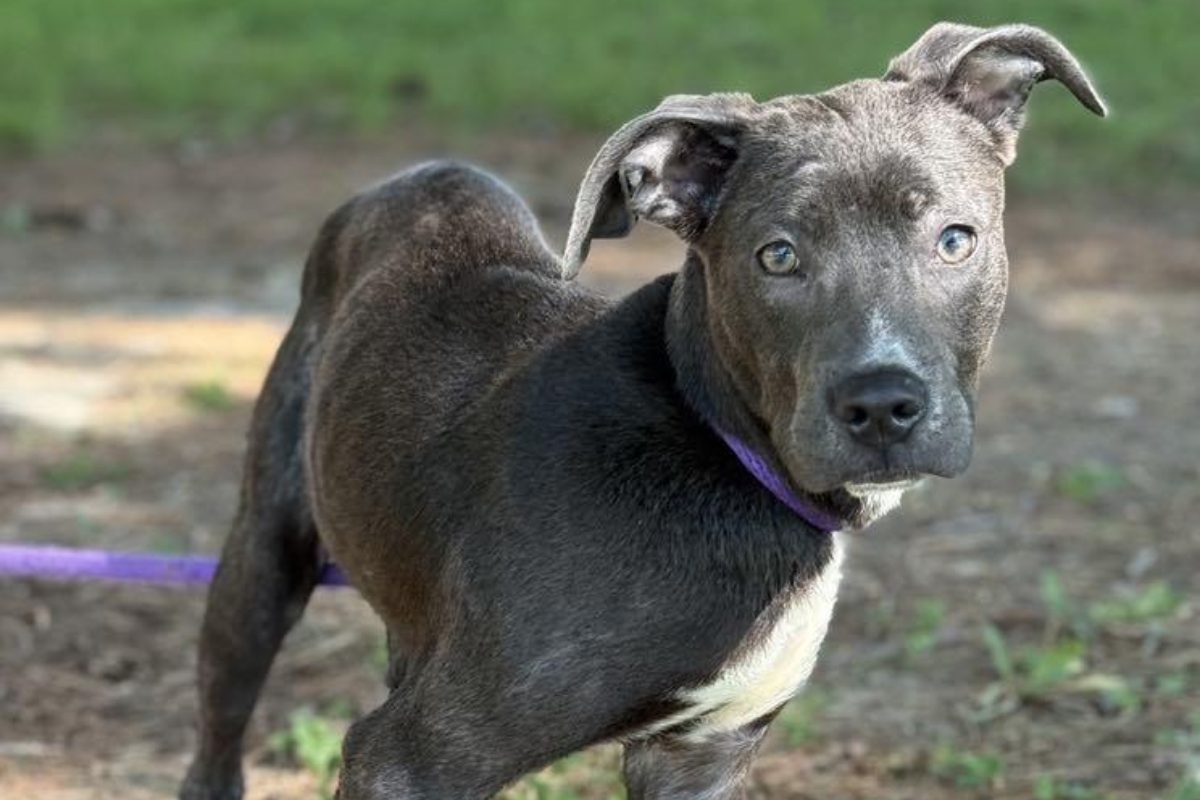 Smudge -- Friends of Sangamon County Animal Control Dog of the Week
