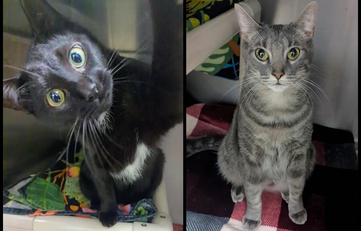 Bagheera & Timone -- Meow Mobile Cats of the Week