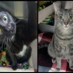 Bagheera & Timone -- Meow Mobile Cats of the Week
