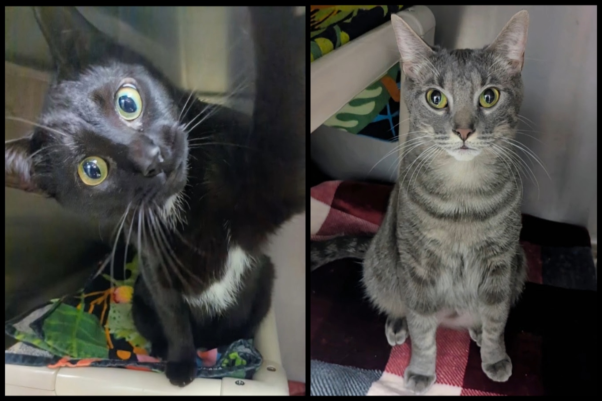 Bagheera & Timone -- Meow Mobile Cats of the Week