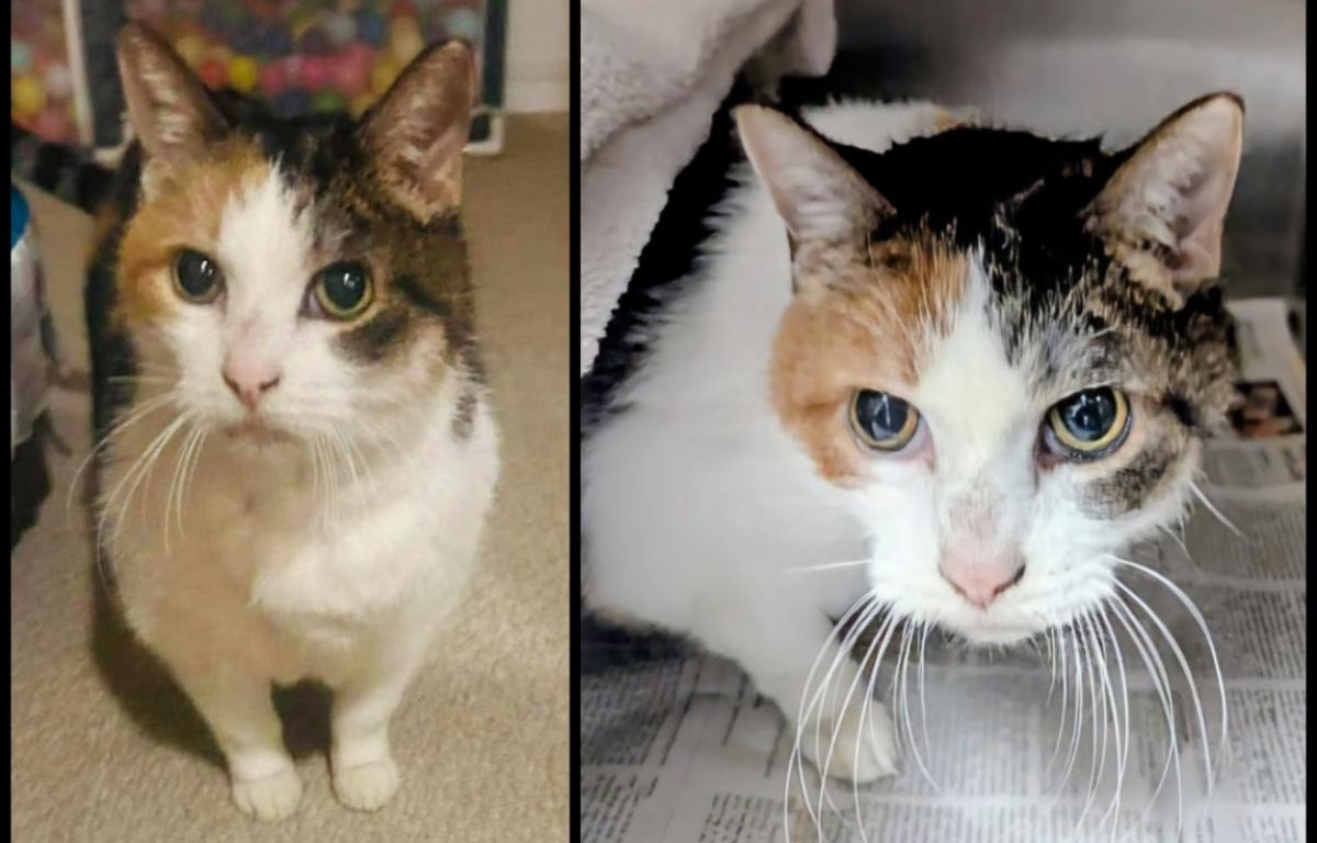 Stuffing -- Meow Mobile Cat of the Week