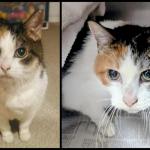 Stuffing -- Meow Mobile Cat of the Week