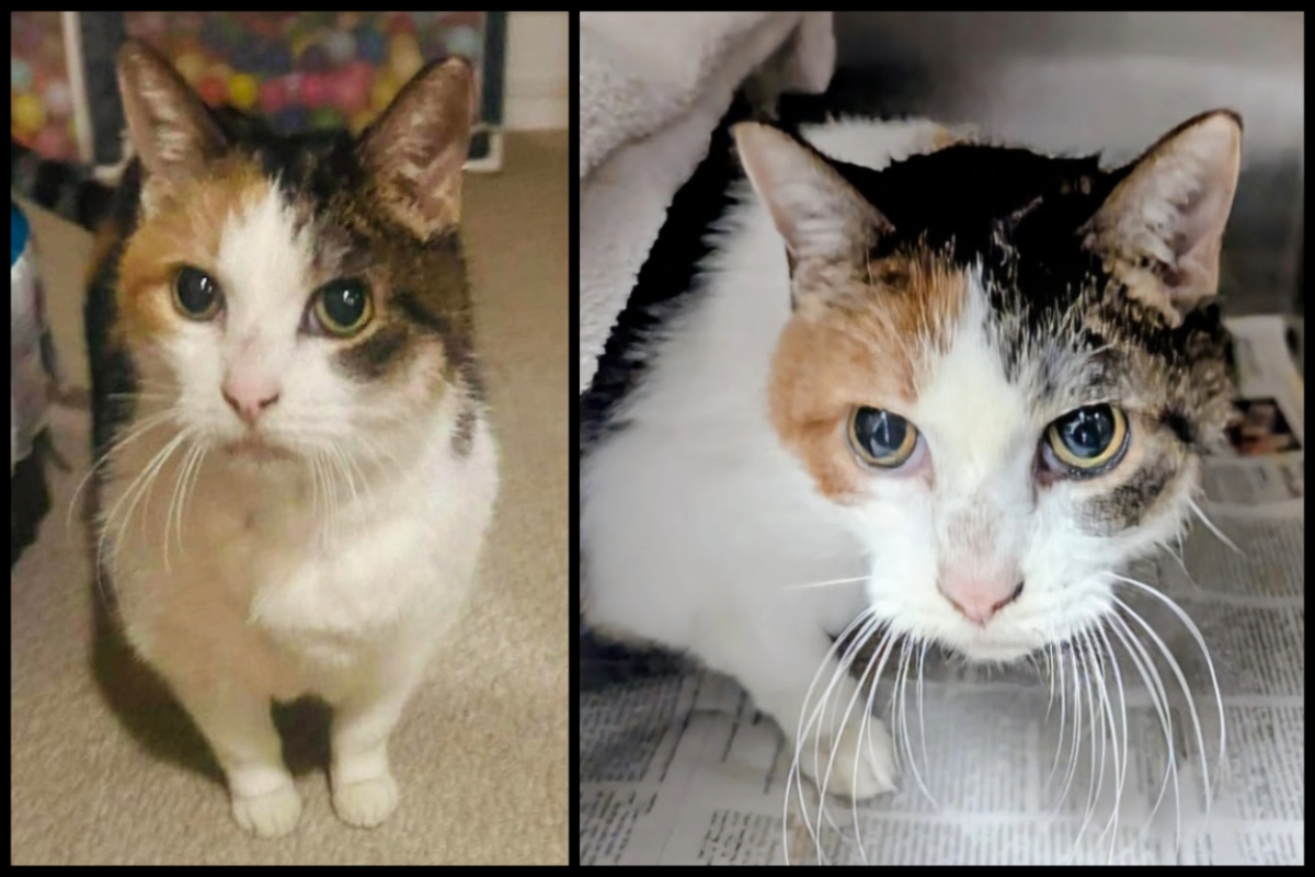 Stuffing -- Meow Mobile Cat of the Week