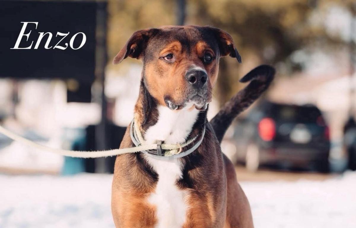 Enzo -- Friends of Sangamon County Animal Control Dog of the Week.