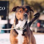 Enzo -- Friends of Sangamon County Animal Control Dog of the Week.