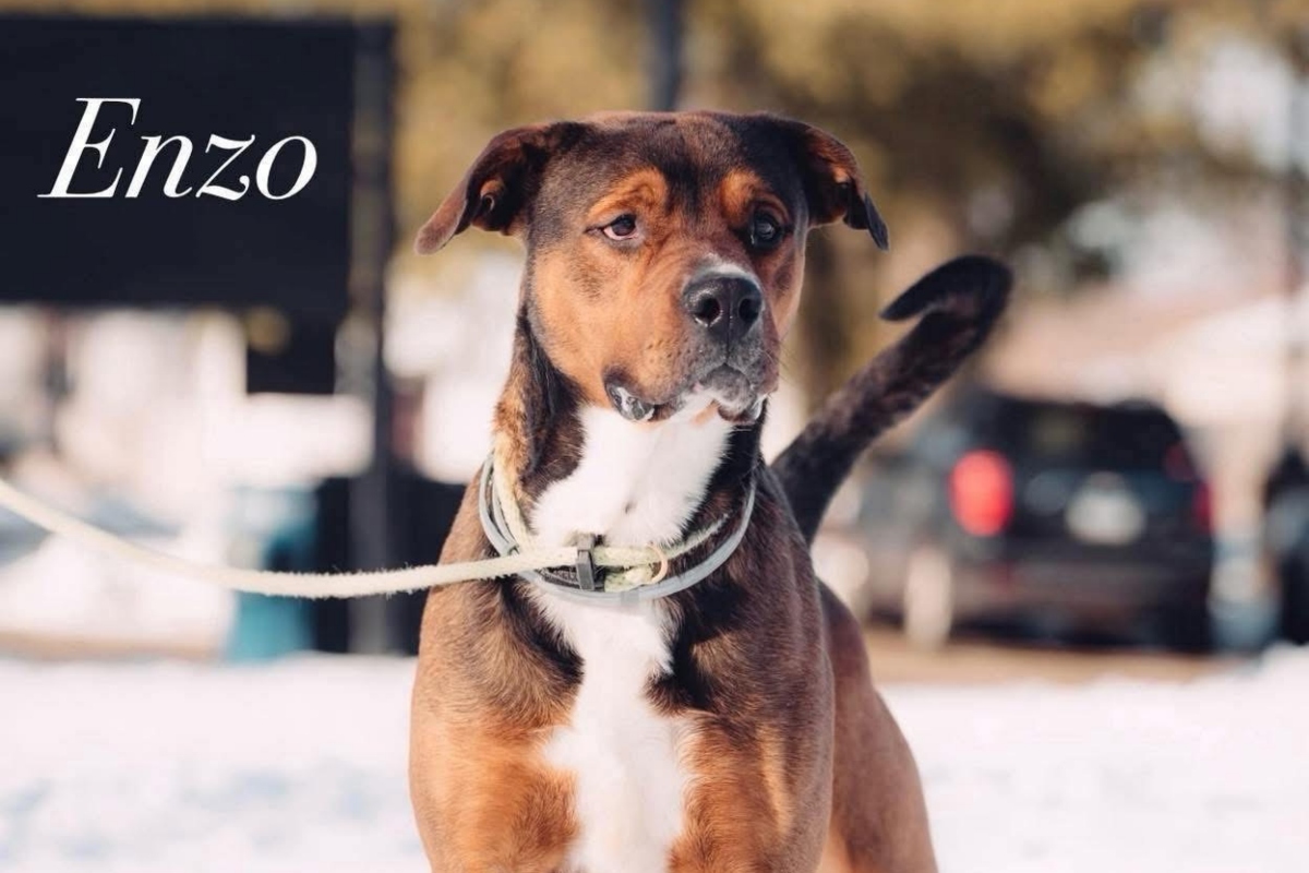 Enzo -- Friends of Sangamon County Animal Control Dog of the Week.