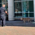 A Sangamon County Animal Control officer responds to a call of a stray dog Wednesday morning outside the Abraham Lincoln Presidential Library and Museum.