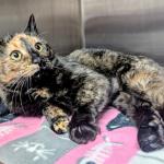 Ashley -- Meow Mobile Cat of the Week