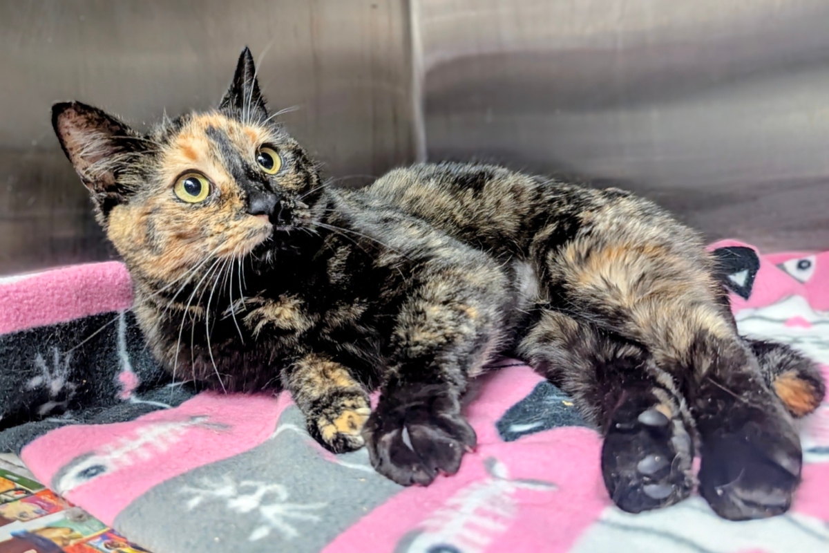 Ashley -- Meow Mobile Cat of the Week