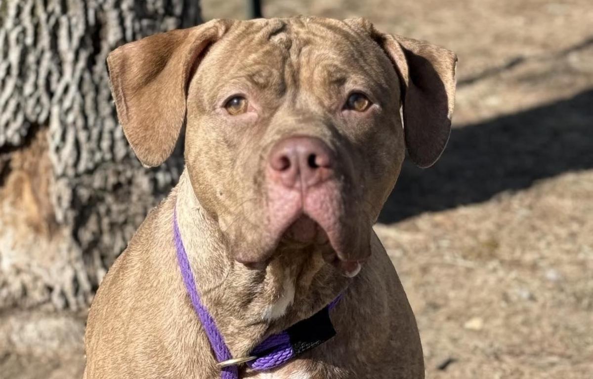 Galinda -- Friends of Sangamon County Animal Control DOTW