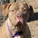 Galinda -- Friends of Sangamon County Animal Control DOTW