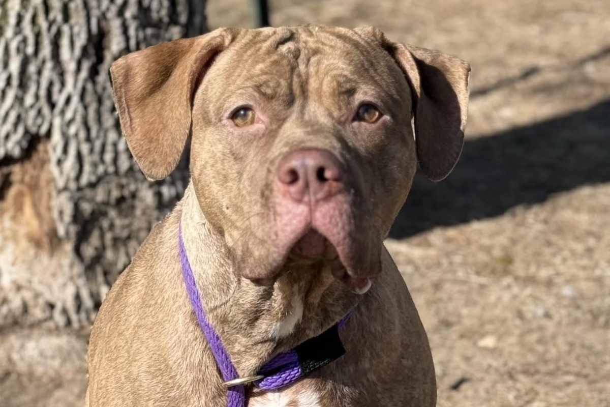 Galinda -- Friends of Sangamon County Animal Control DOTW