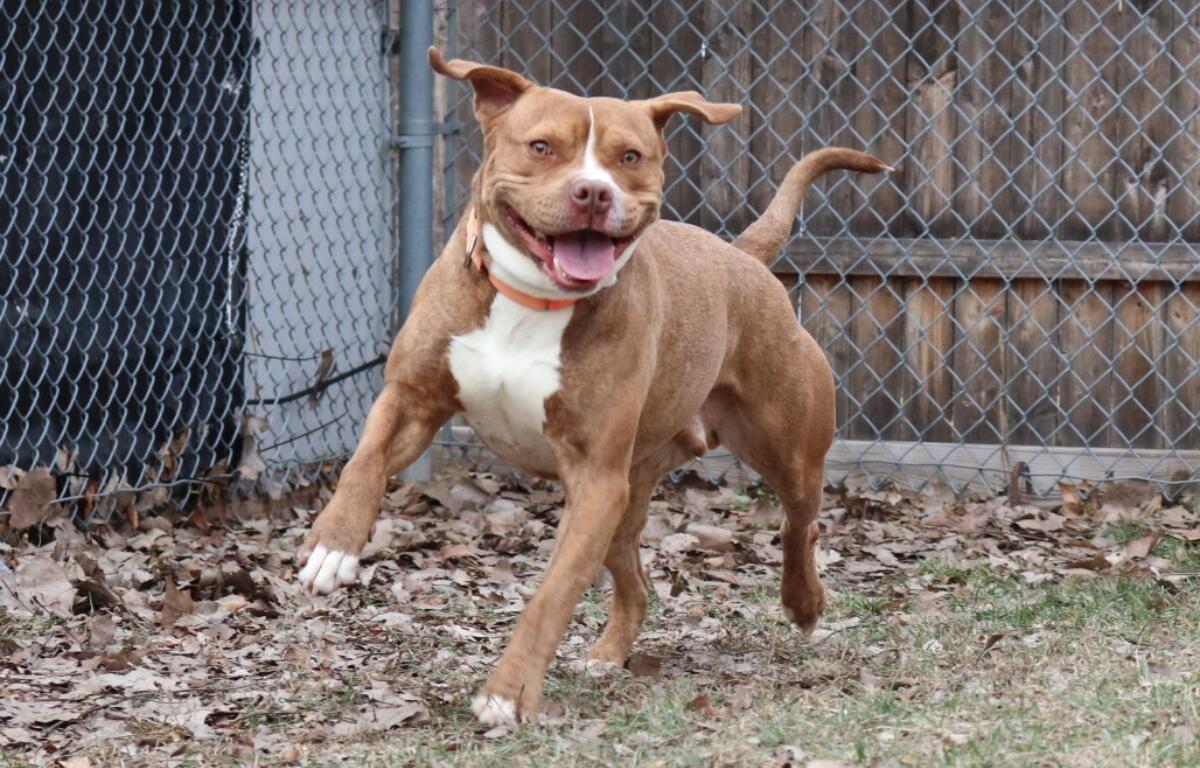 Dusty -- Animal Protective League Dog of the Week