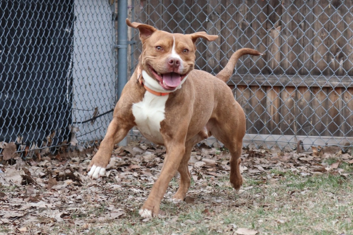 Dusty -- Animal Protective League Dog of the Week