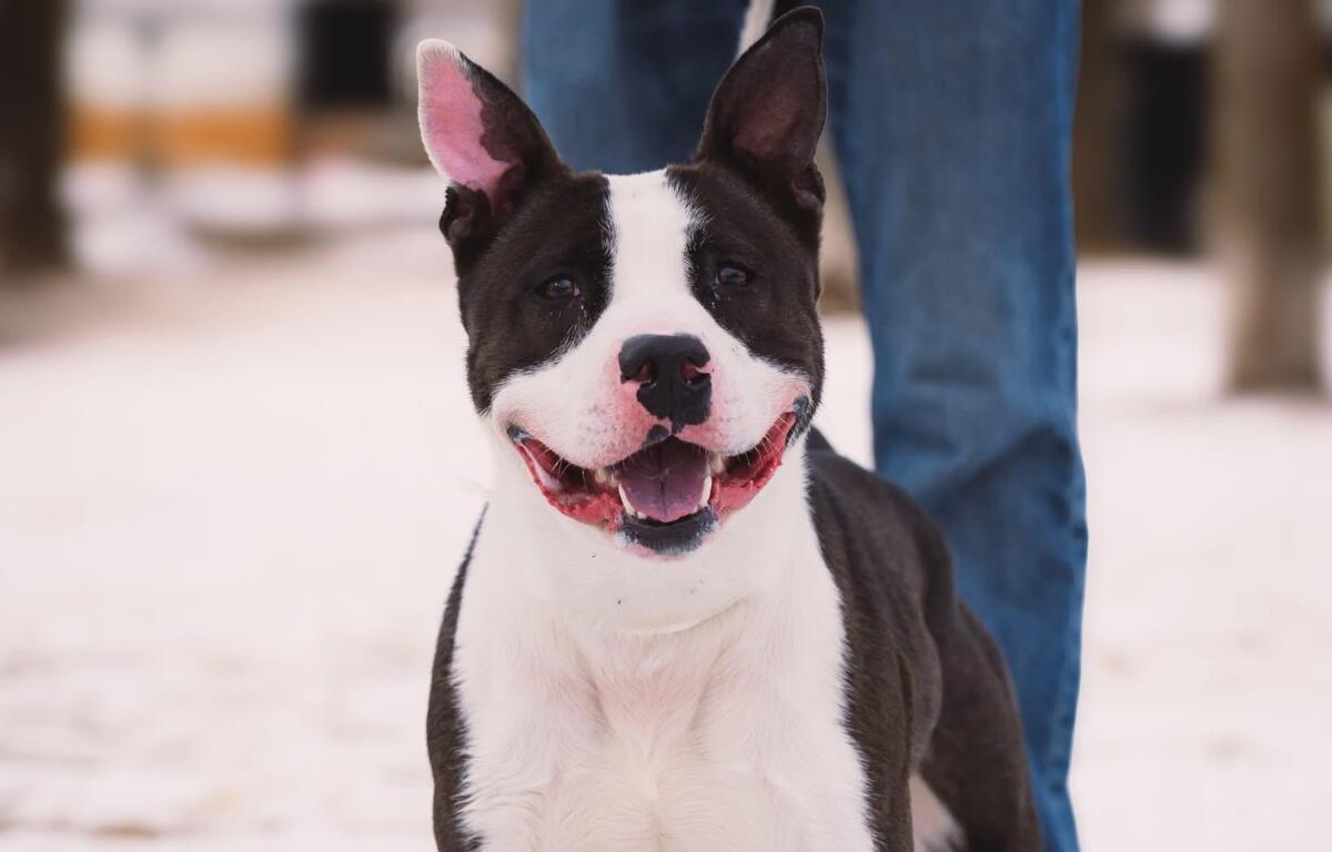 Bates -- Friends of Sangamon County Animal Control Dog of the Week