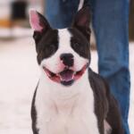 Bates -- Friends of Sangamon County Animal Control Dog of the Week