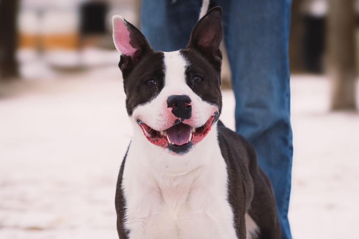 Bates -- Friends of Sangamon County Animal Control Dog of the Week