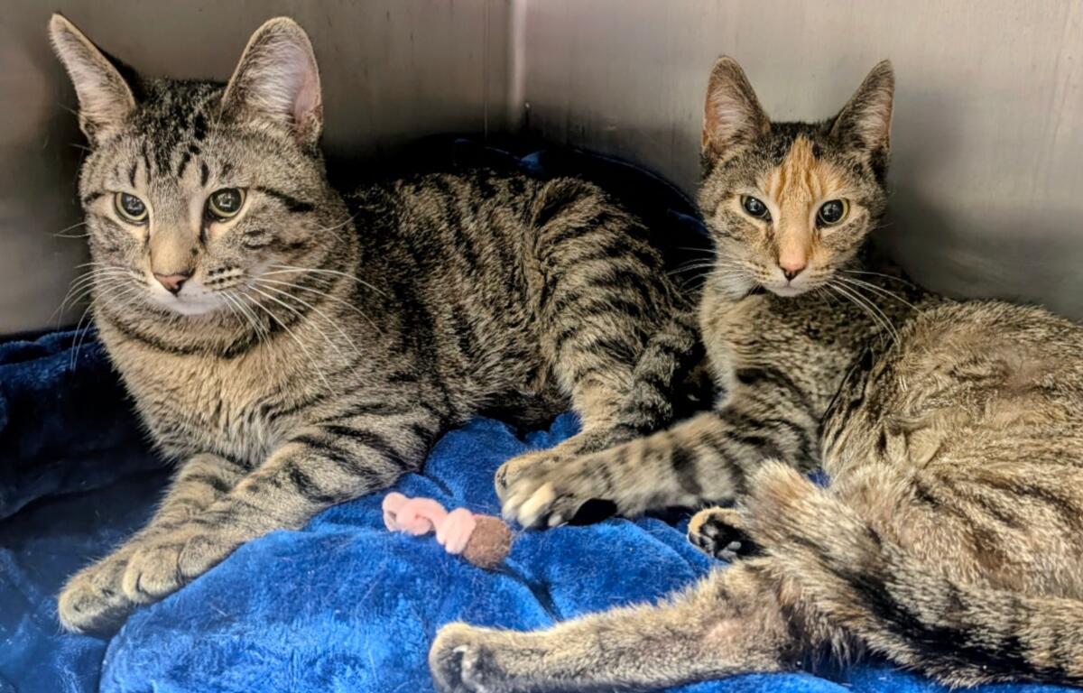 Gerald and Poppy -- Meow Mobile Cats of the Week