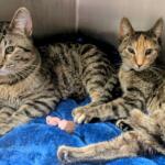 Gerald and Poppy -- Meow Mobile Cats of the Week