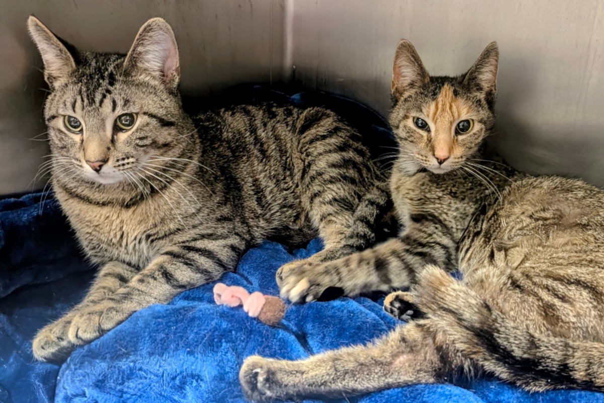 Gerald and Poppy -- Meow Mobile Cats of the Week