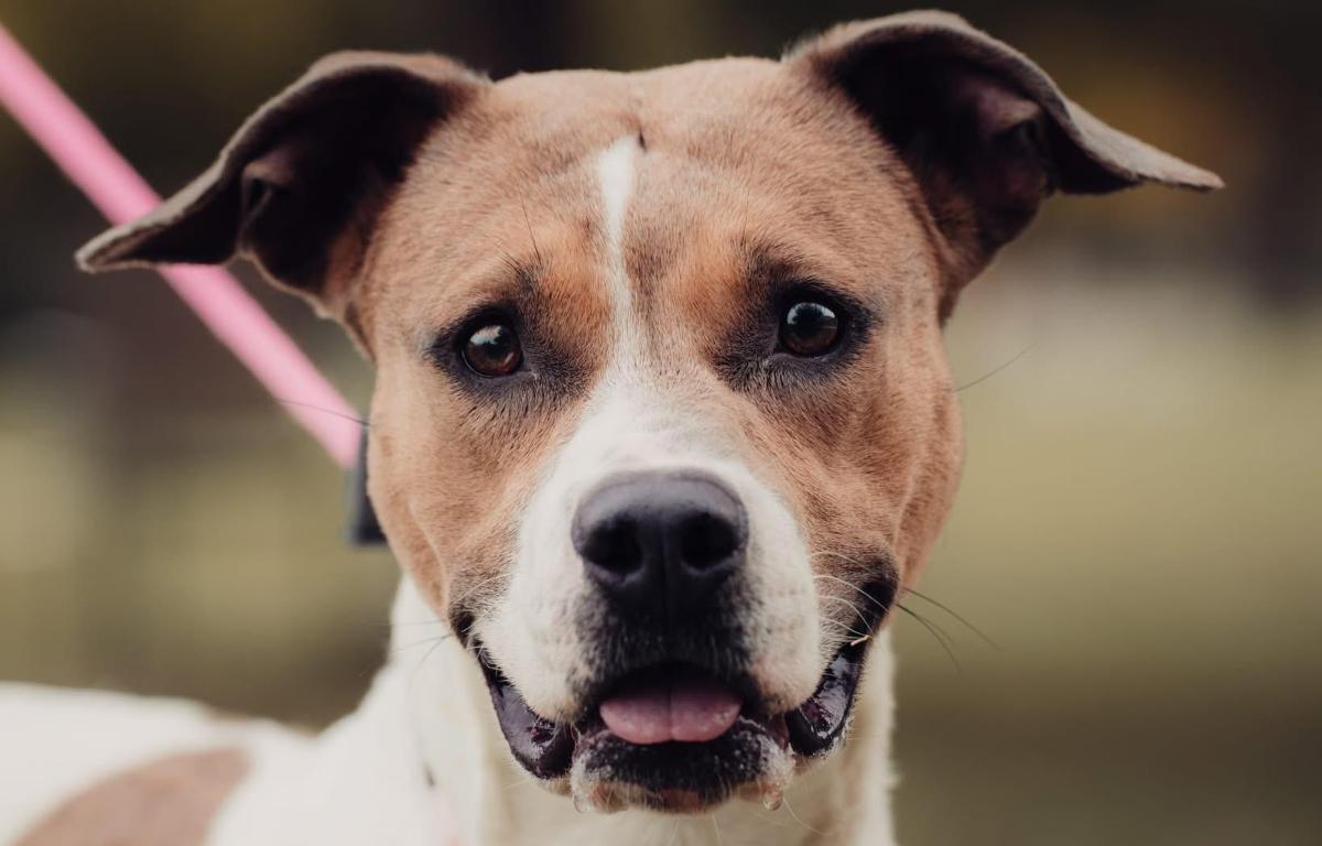 Fawn -- Friends of SCAC Dog of the Week