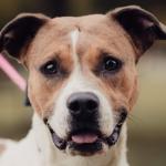 Fawn -- Friends of SCAC Dog of the Week