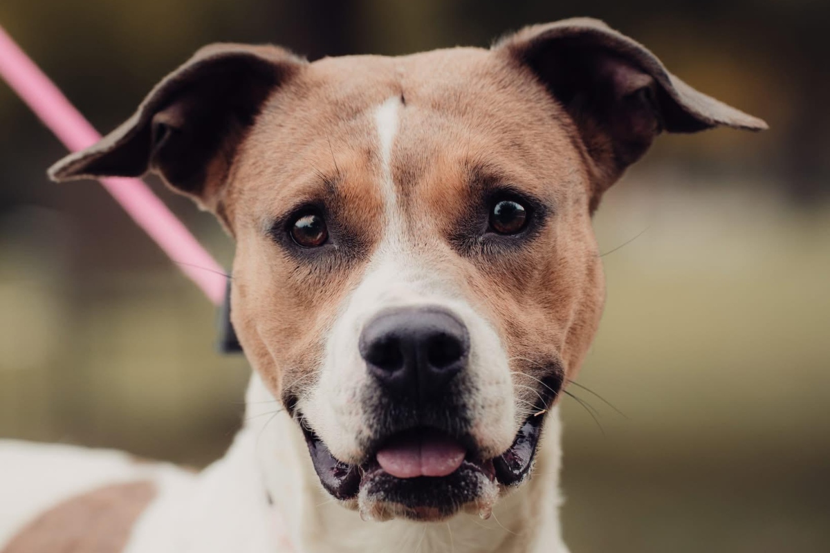 Fawn -- Friends of SCAC Dog of the Week