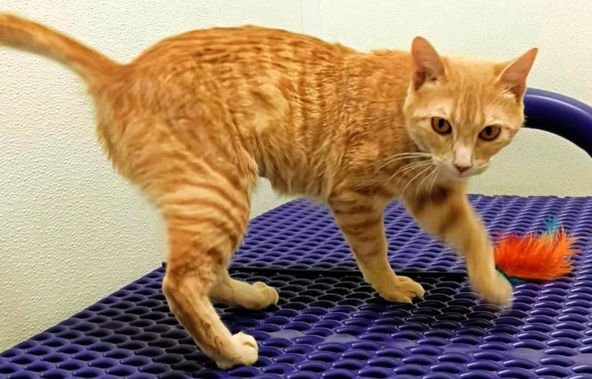 Hazel -- Meow Mobile Cat of the Week