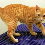 Hazel -- Meow Mobile Cat of the Week